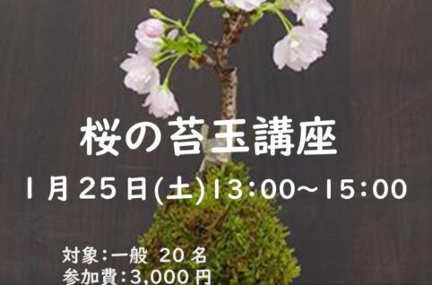 1.桜の苔玉講座のサムネイル