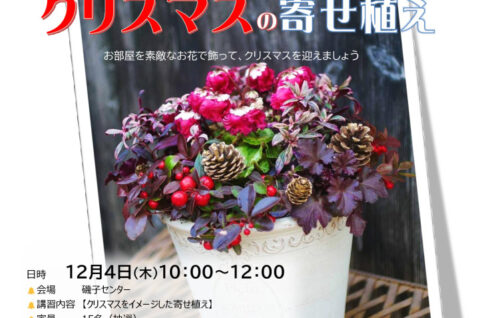 クリスマスの寄せ植え2025のサムネイル